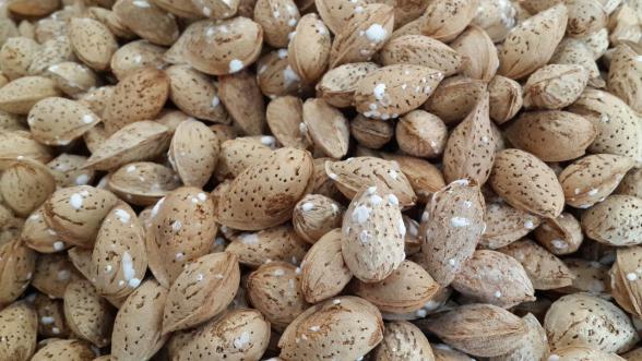 بررسی کیفیت بادام سفید ارزان