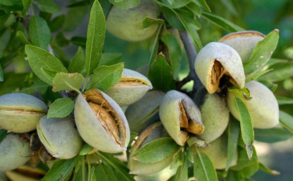 خرید انواع درخت بادام مامایی اصلاح شده