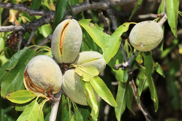 شناخت انواع درخت بادام مامایی